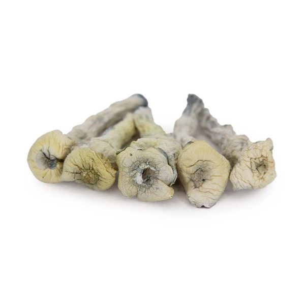 Albino Penis Envy
