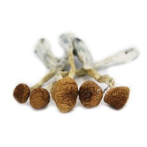 Aztecorum