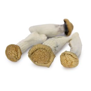 Micro Penis Envy