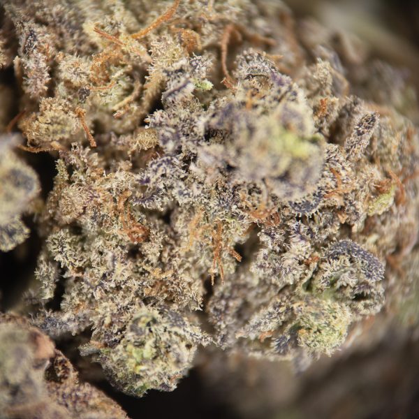 Purple Durban Poison AA - Image 2