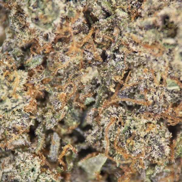 Grease Monkey AAA - Image 3
