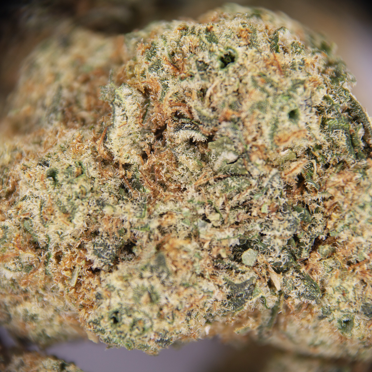 Acapulco Gold (mediums) AAA - Image 2