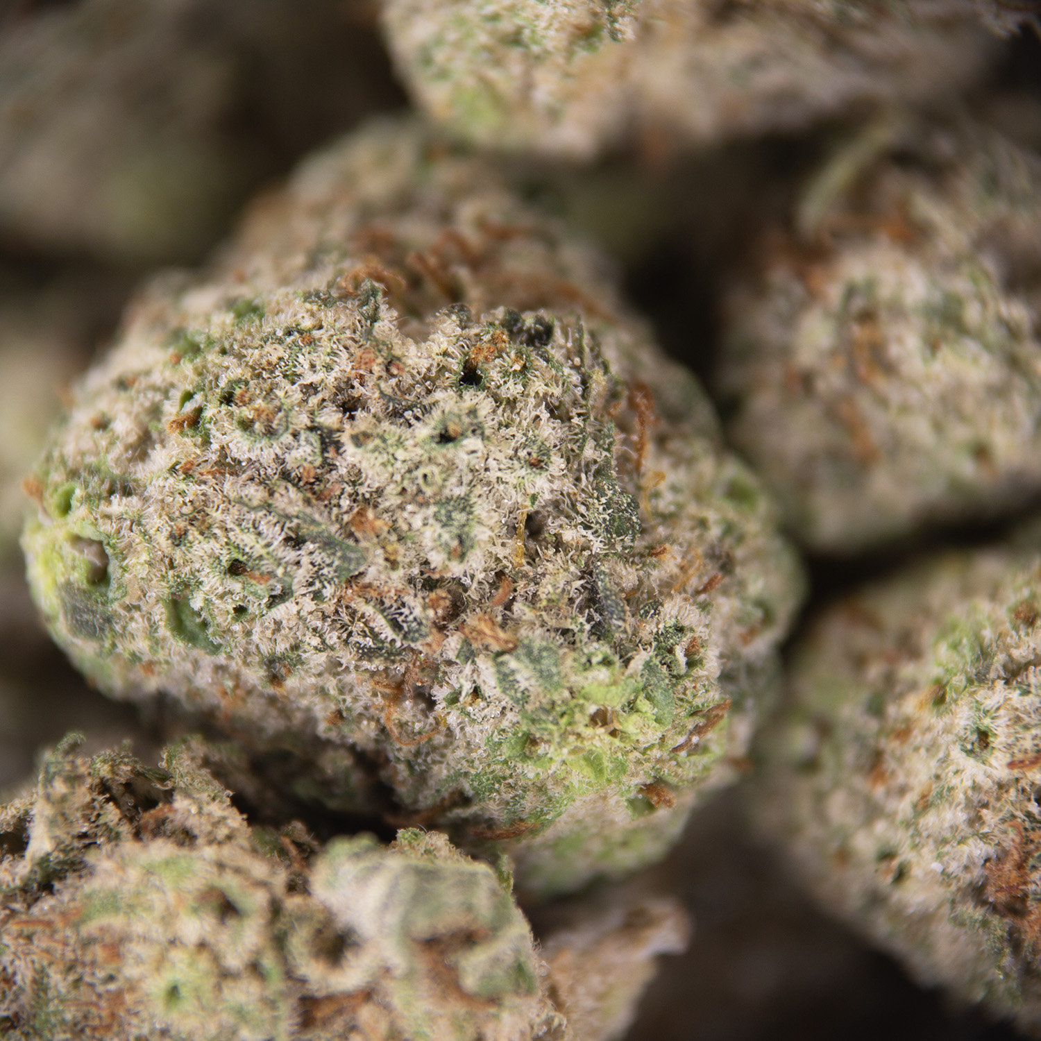 Donkey Butter (popcorn) AAA - Image 2