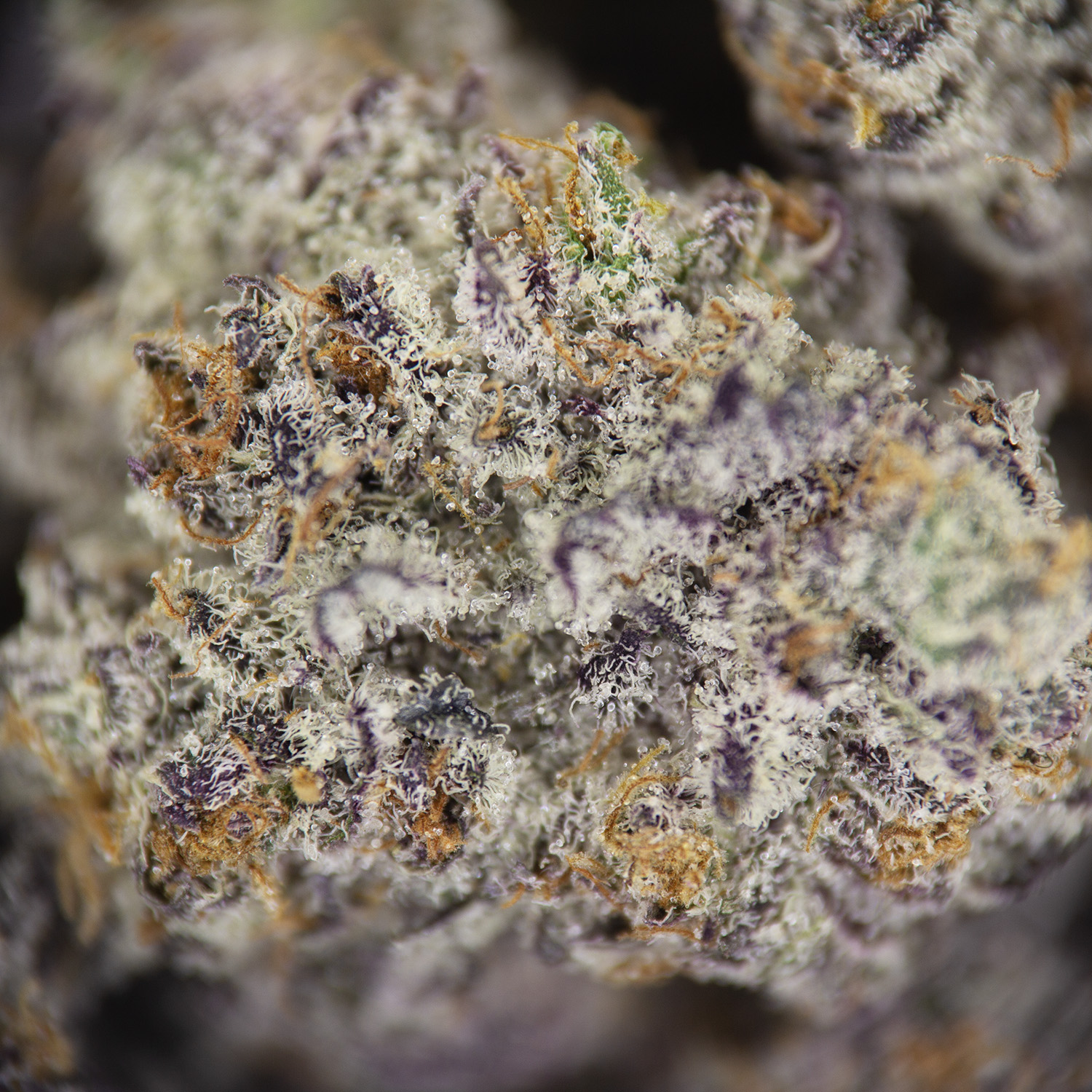 Champagne Showers (mediums) AAAA - Image 2