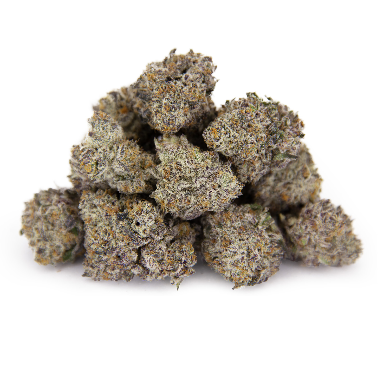 Champagne Showers (mediums) AAAA