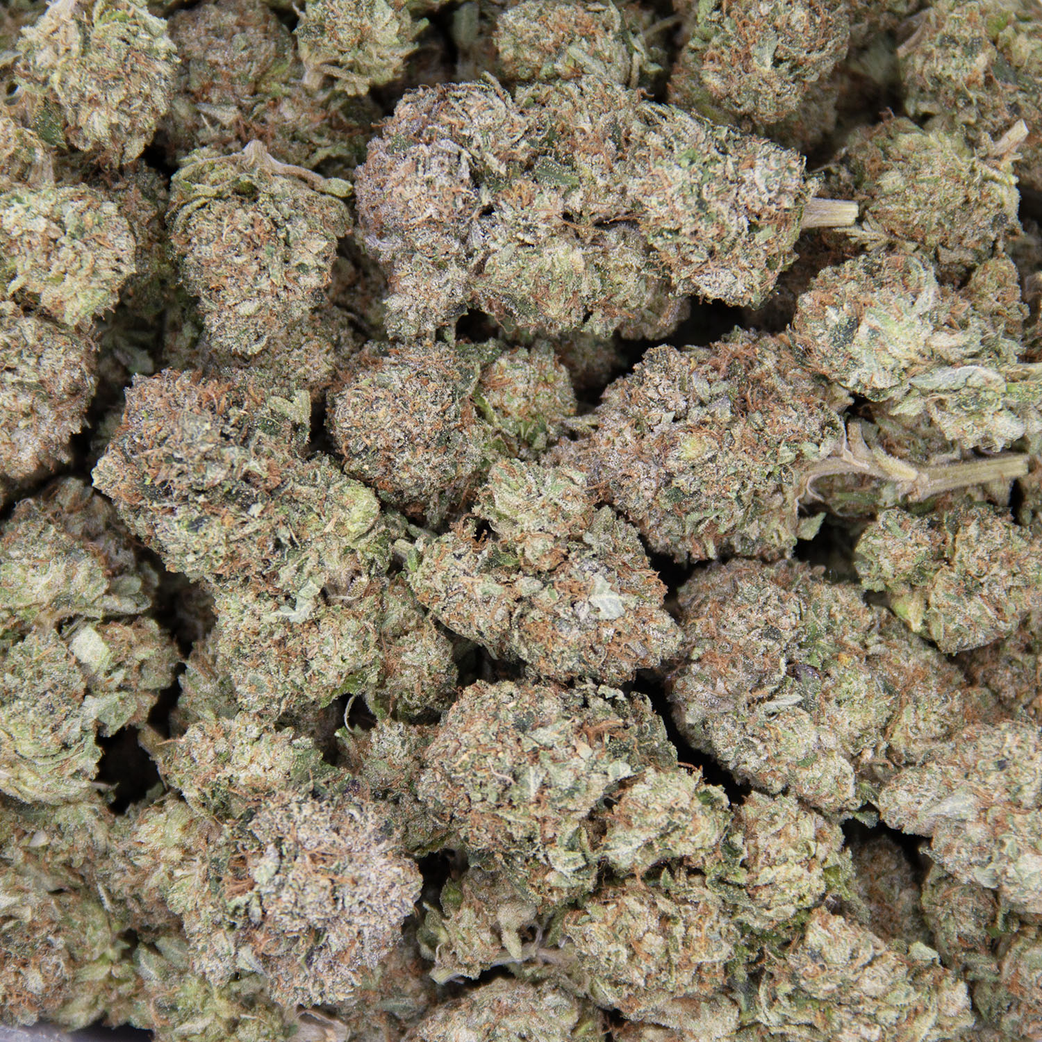 Gorilla Glue AAA - Image 3