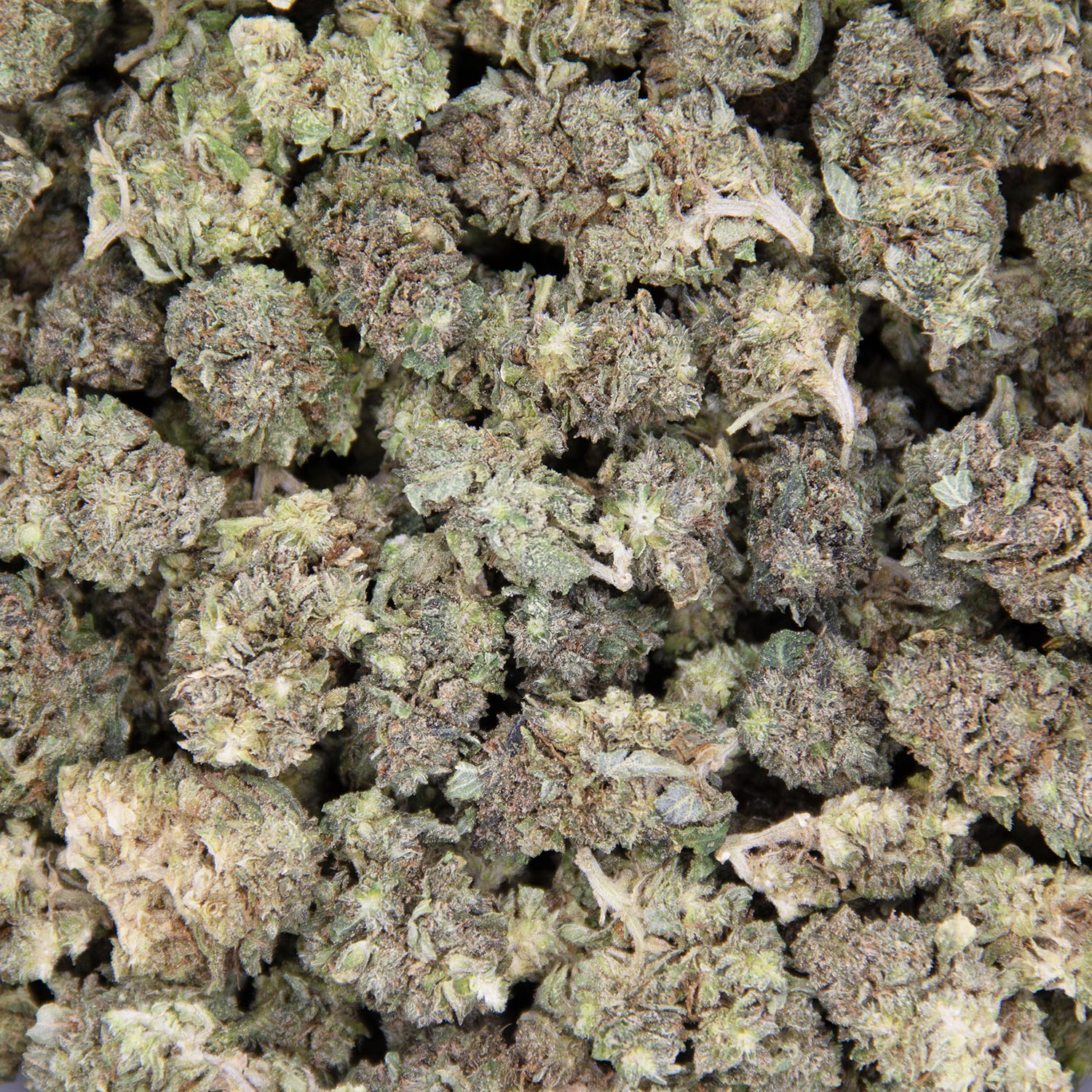 Super Skunk (mediums) AA - Image 3