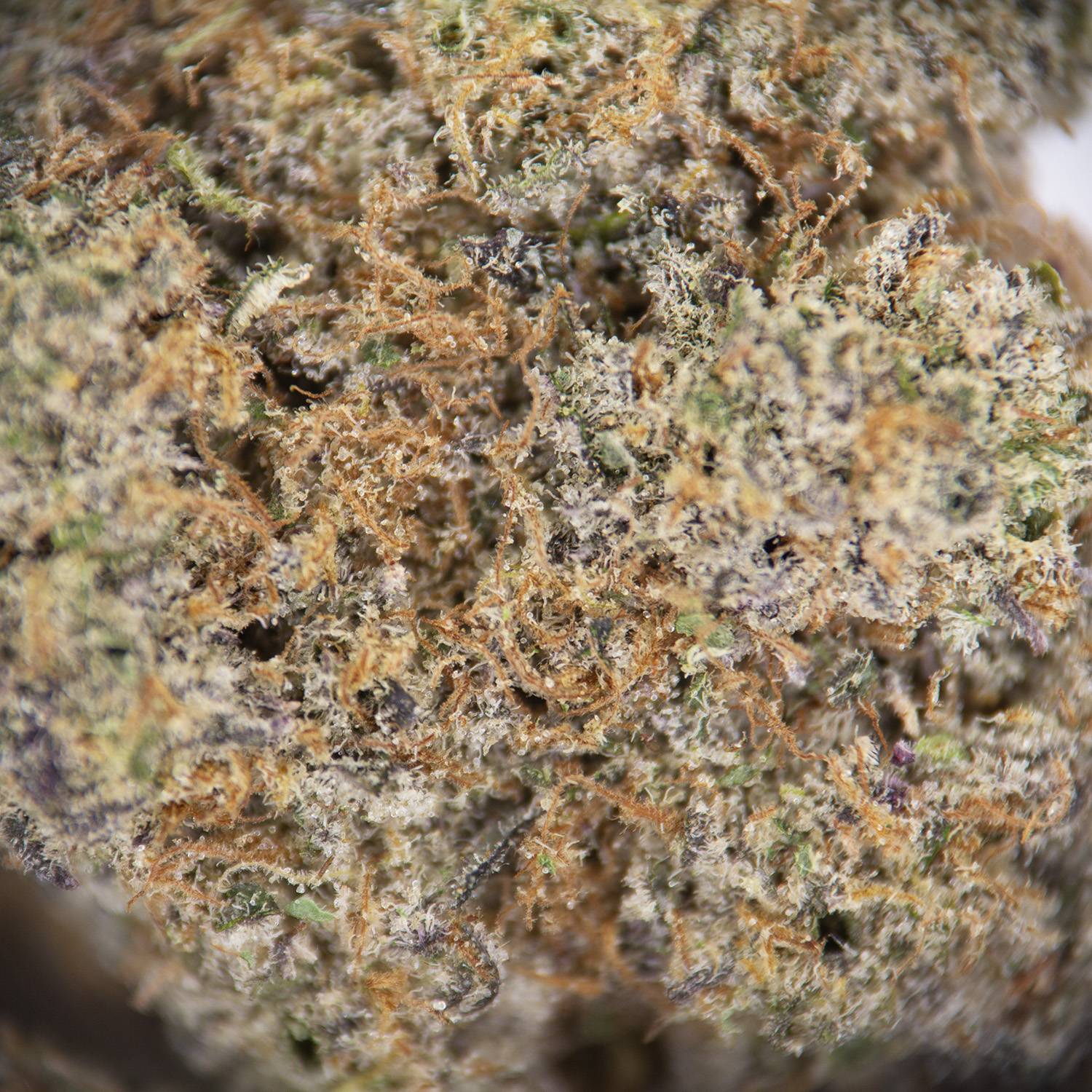 Blue Dream AAA+ - Image 2