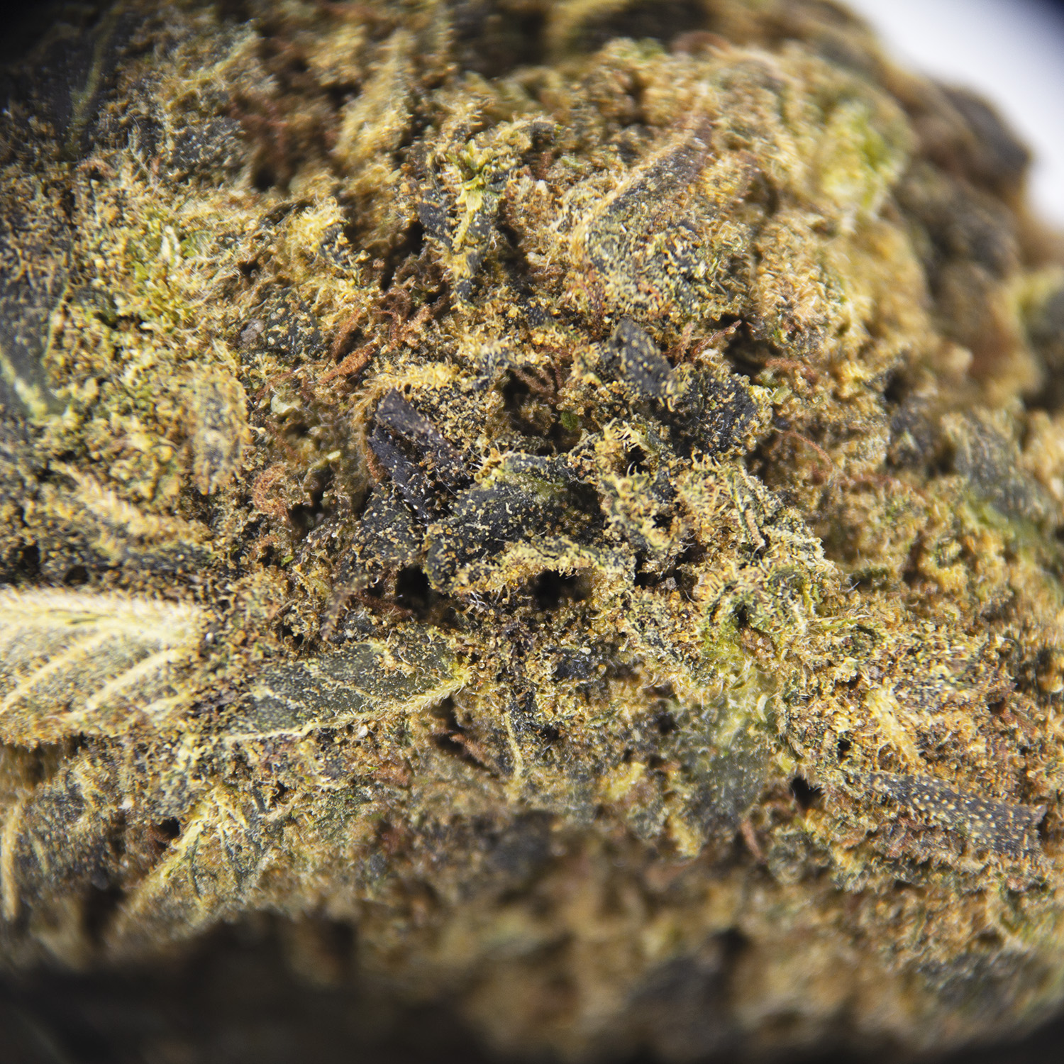 Grandmaster Kush AA ZOOM