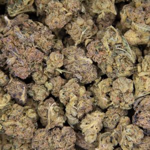 McGrupp AA (2) copy BAG