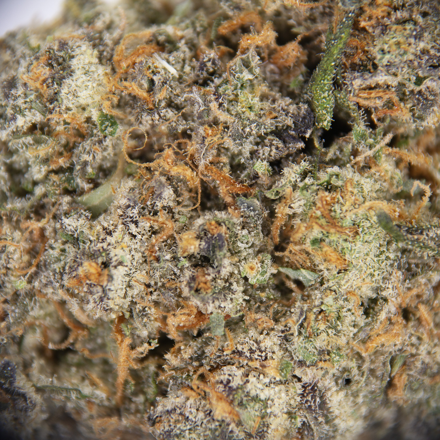 Rainbow Sunrise AAA - Image 2