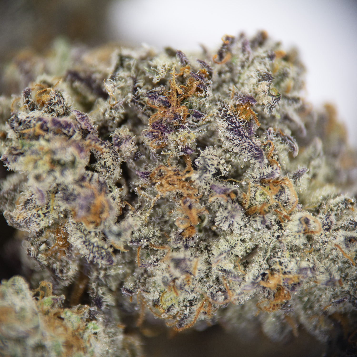 Snowcone (mediums) AAAA - Image 2