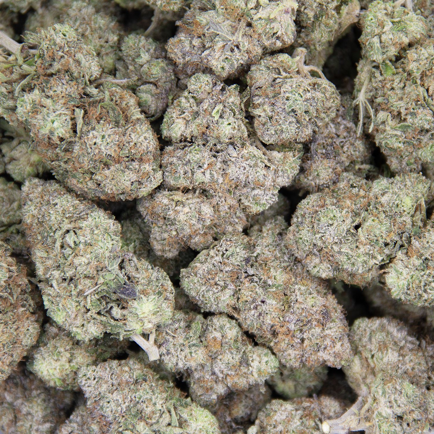 Coastal Pink AAA+ - Image 3