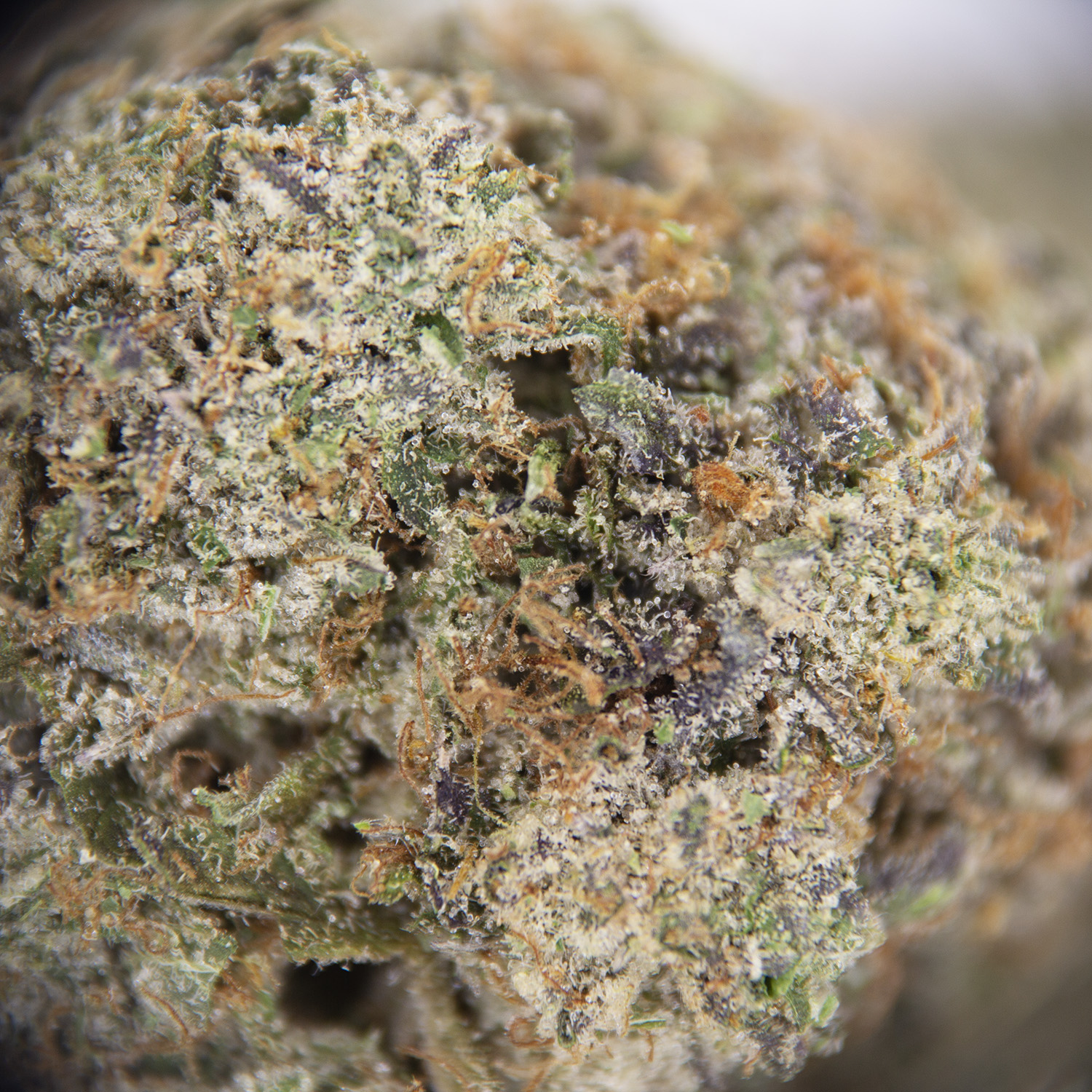 Coastal Pink AAA+ - Image 2