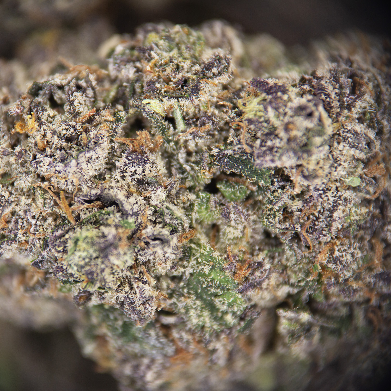 Grape Gasoline AAA - Image 2