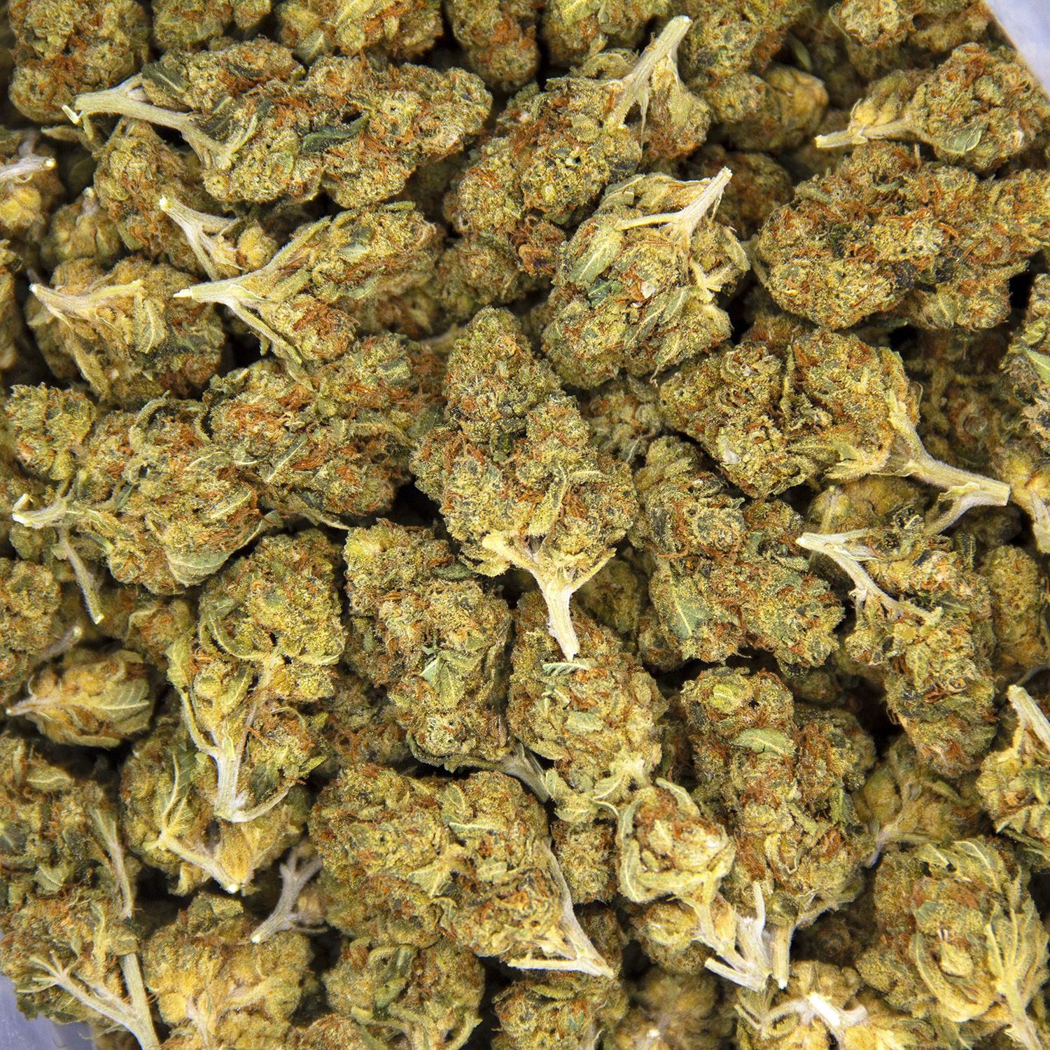 Jillybean (mediums) AA - Image 3