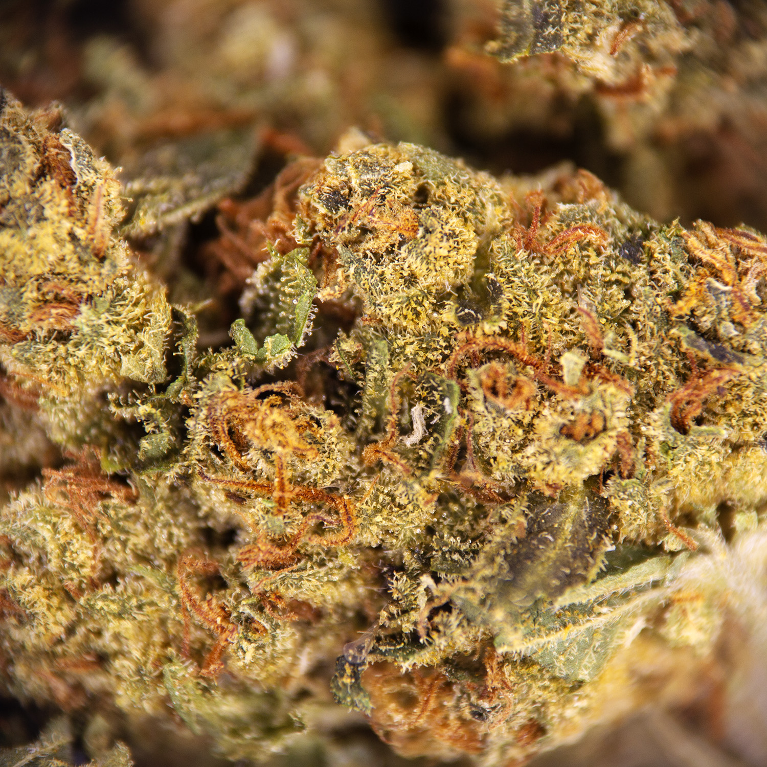 Jillybean (mediums) AA - Image 2