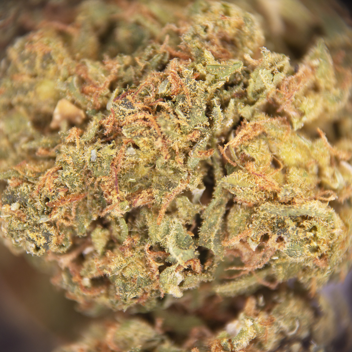 Amnesia AA - Image 2