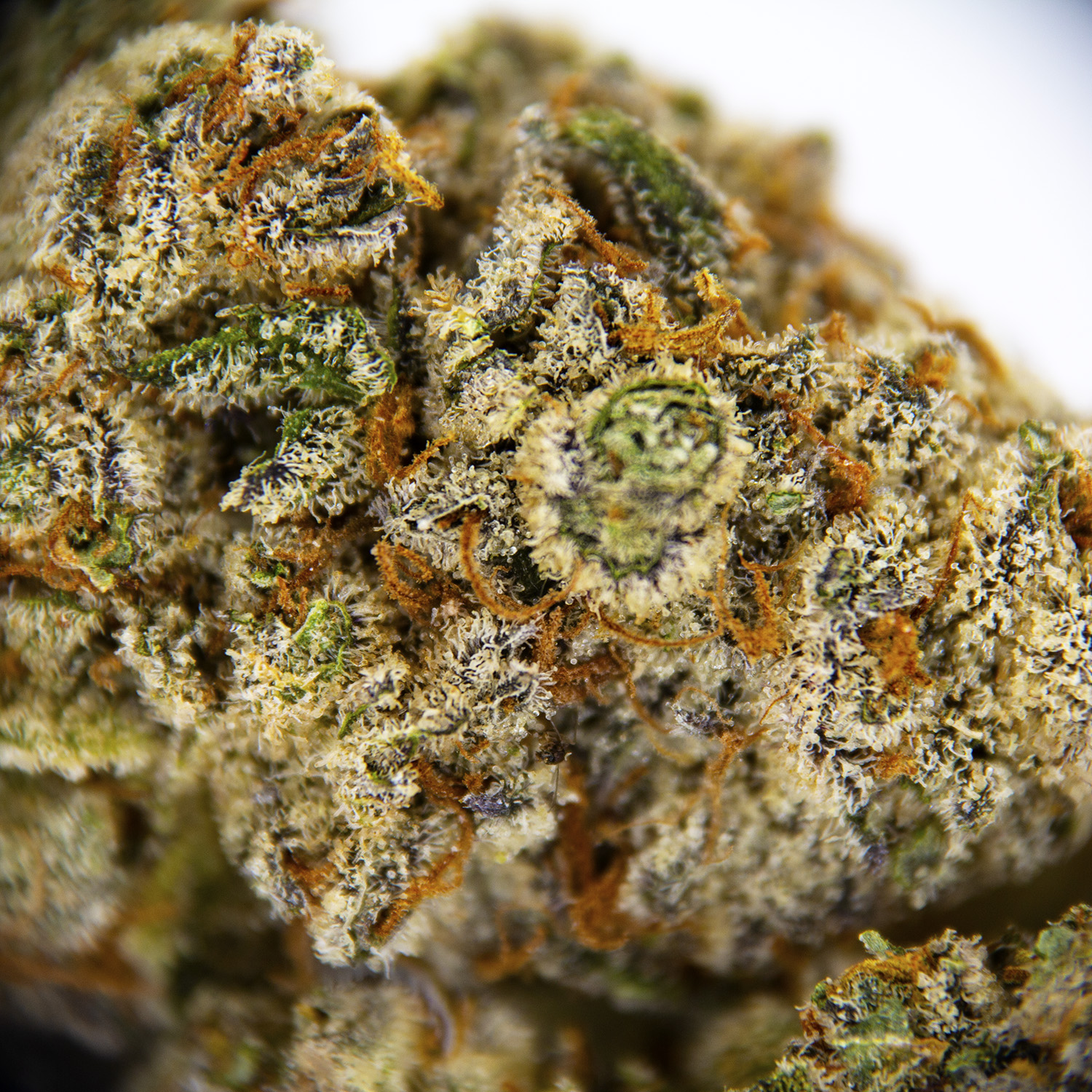 Blue Chem Snow AAA - Image 3