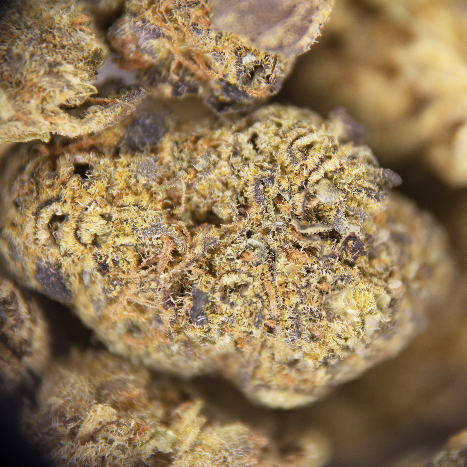 Caramel Cake (smalls) AA - Image 2