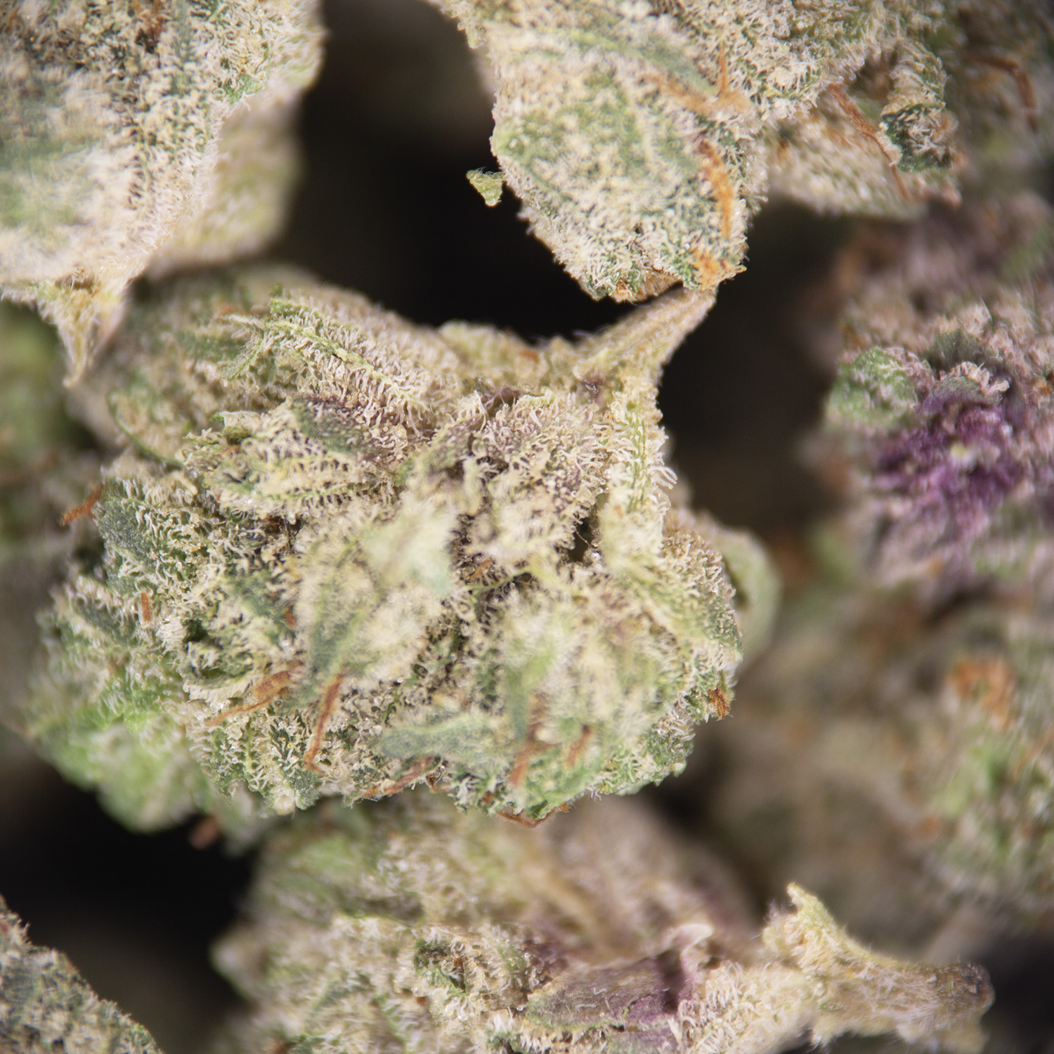 MKU (popcorn) AAA - Image 2