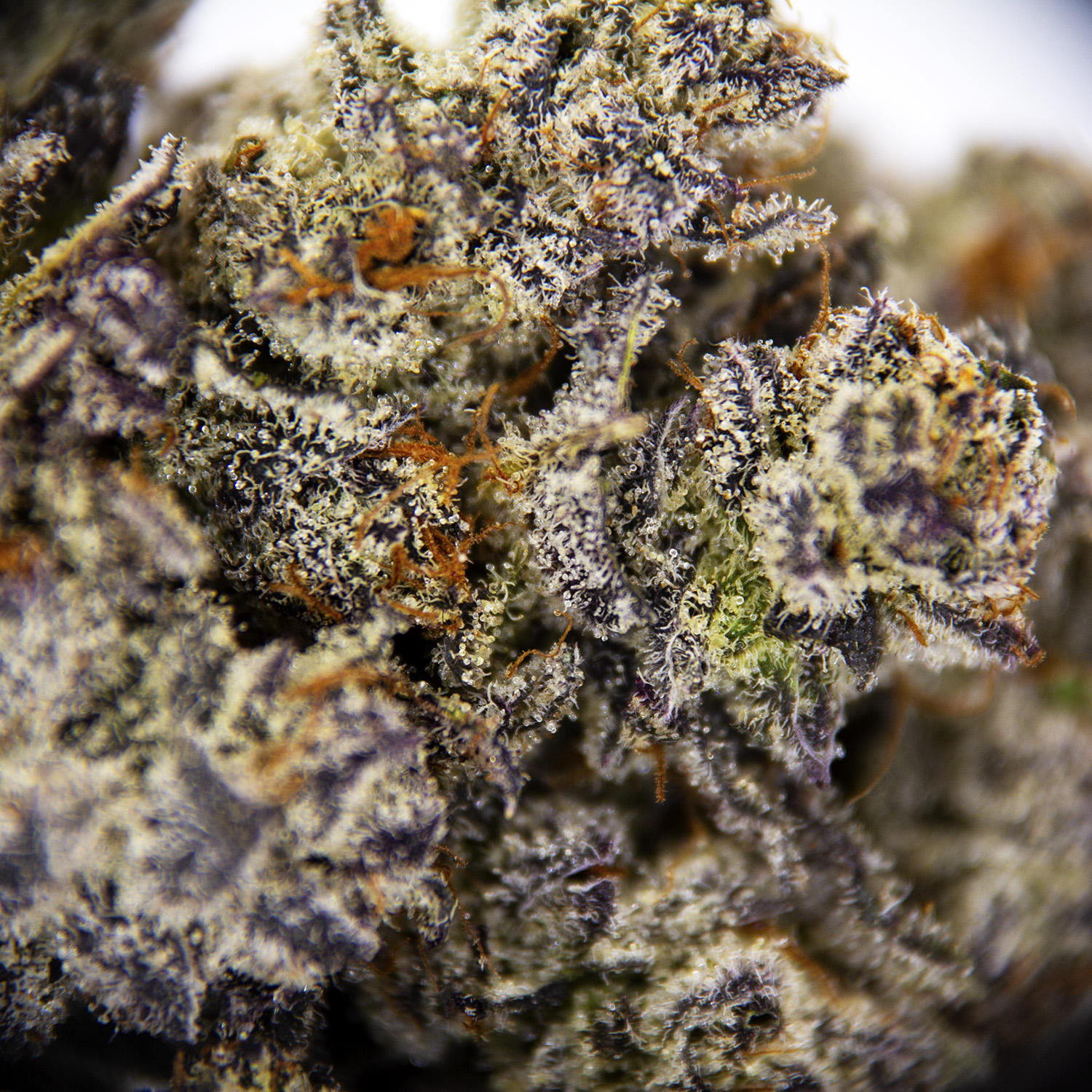 Purple Haze AAAA - Image 3