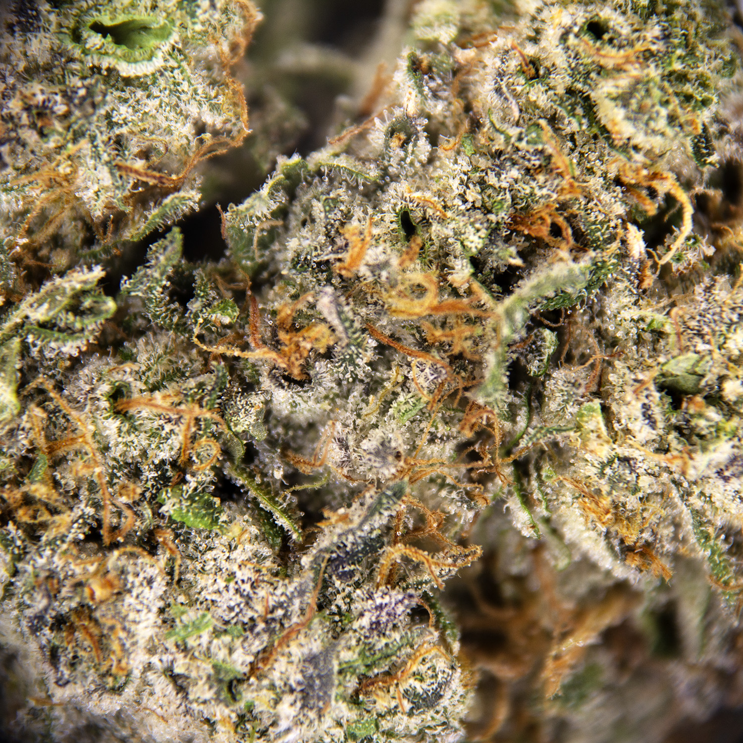 Chemdawg's Sister AAA - Image 2