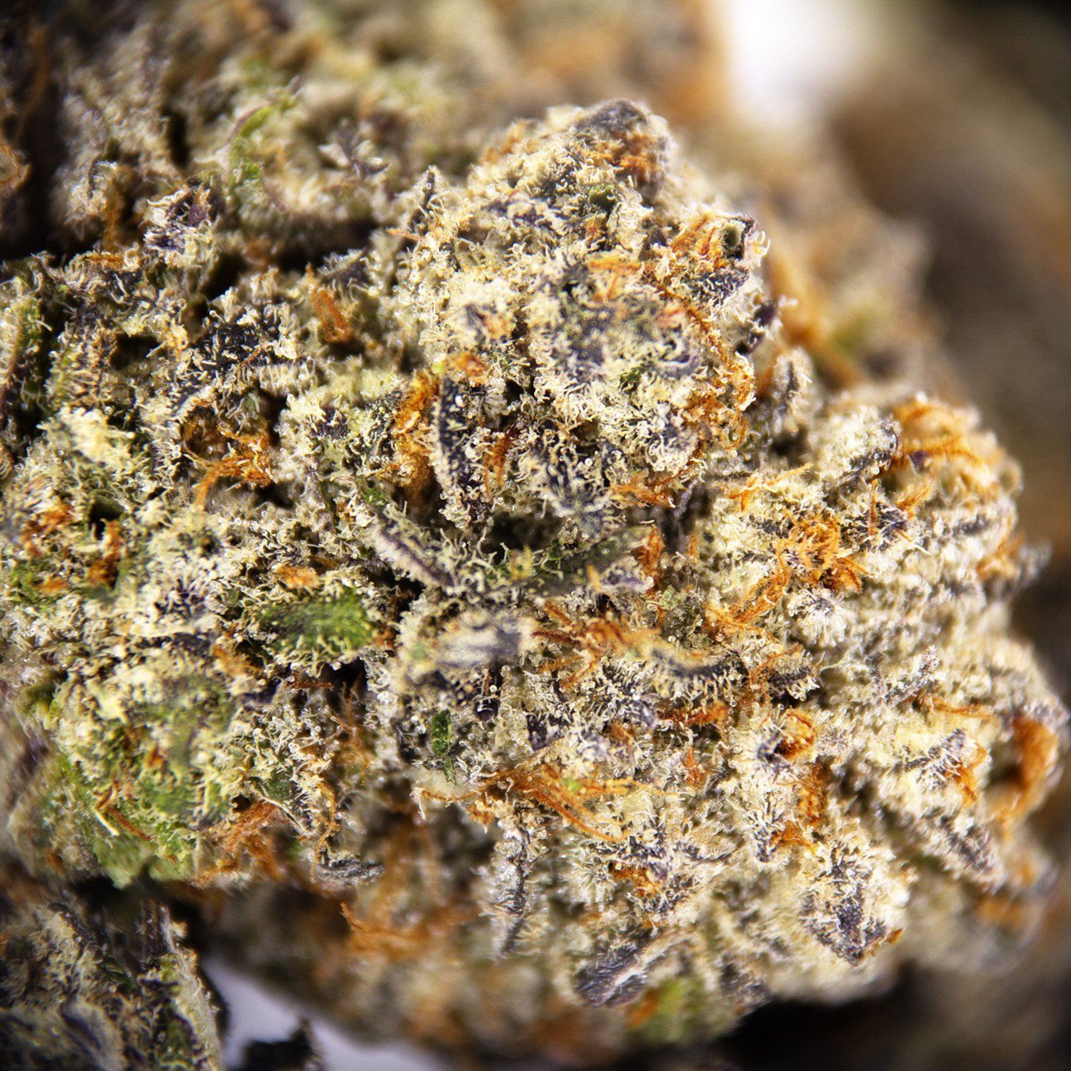 Silvertip AAA - Image 3