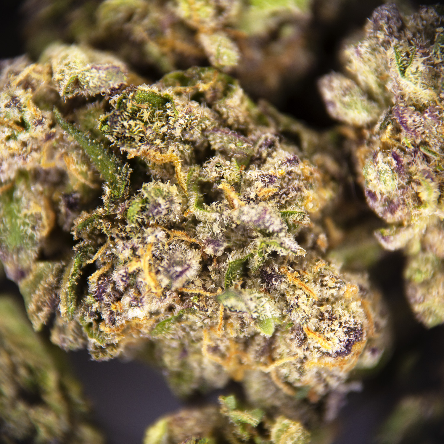 Blue Cheese (smalls) AAA- - Image 2