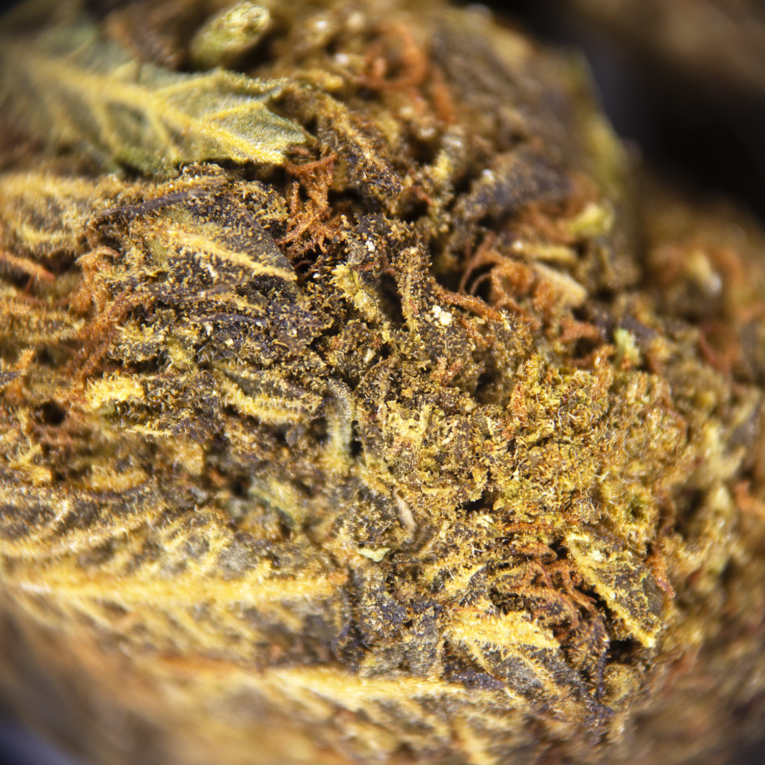 Alien Kush (mediums) AA - Image 2