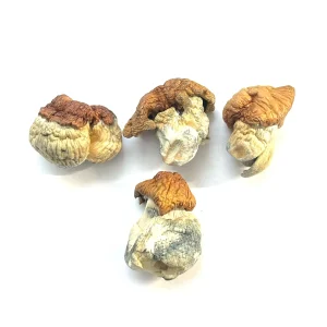 Dino Eggs