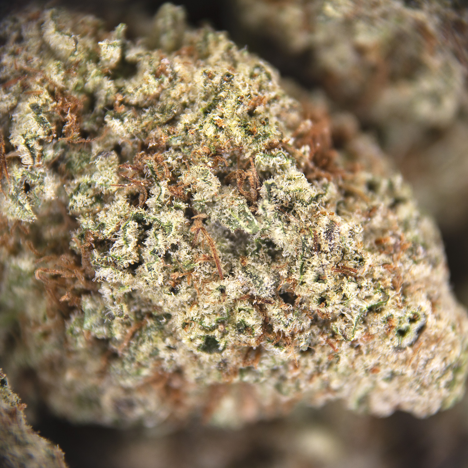 Donkey Butter (mediums) AAA- - Image 3