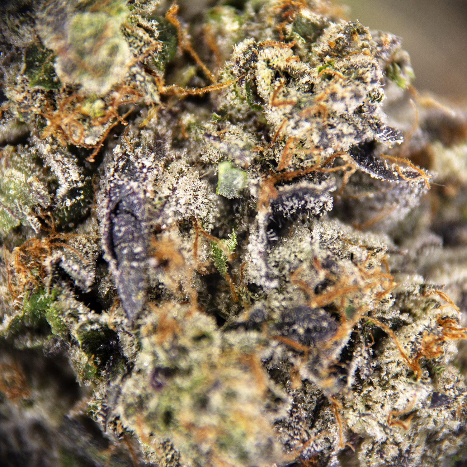Purple Rockstar AAAA+ - Image 3