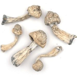 Albino Penis Envy