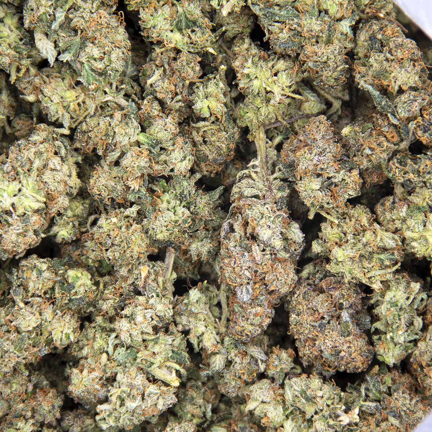 Dr. Bubba (smalls) AA - Image 2
