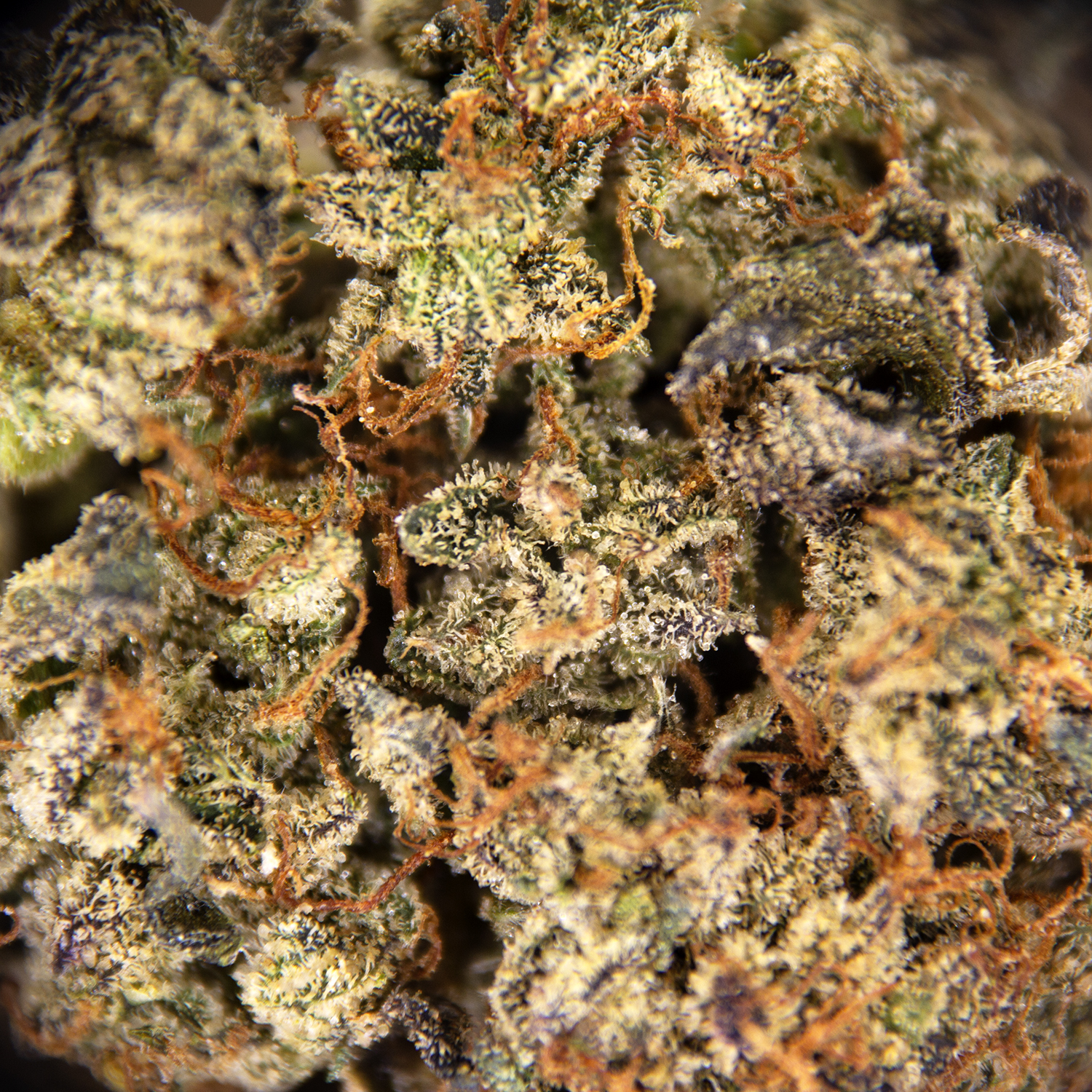 Dr. Bubba (smalls) AA - Image 3