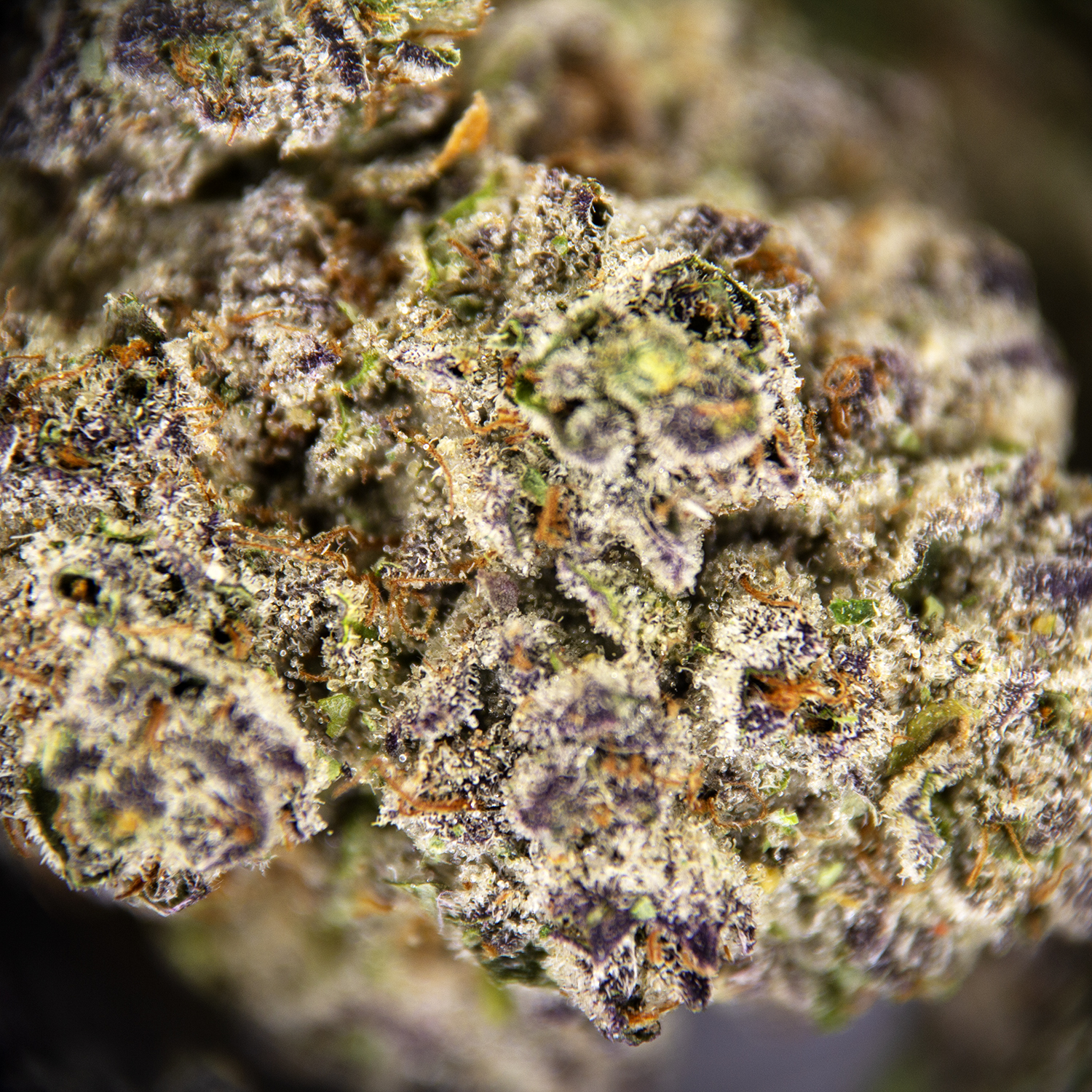 Moon Pie AAA - Image 3