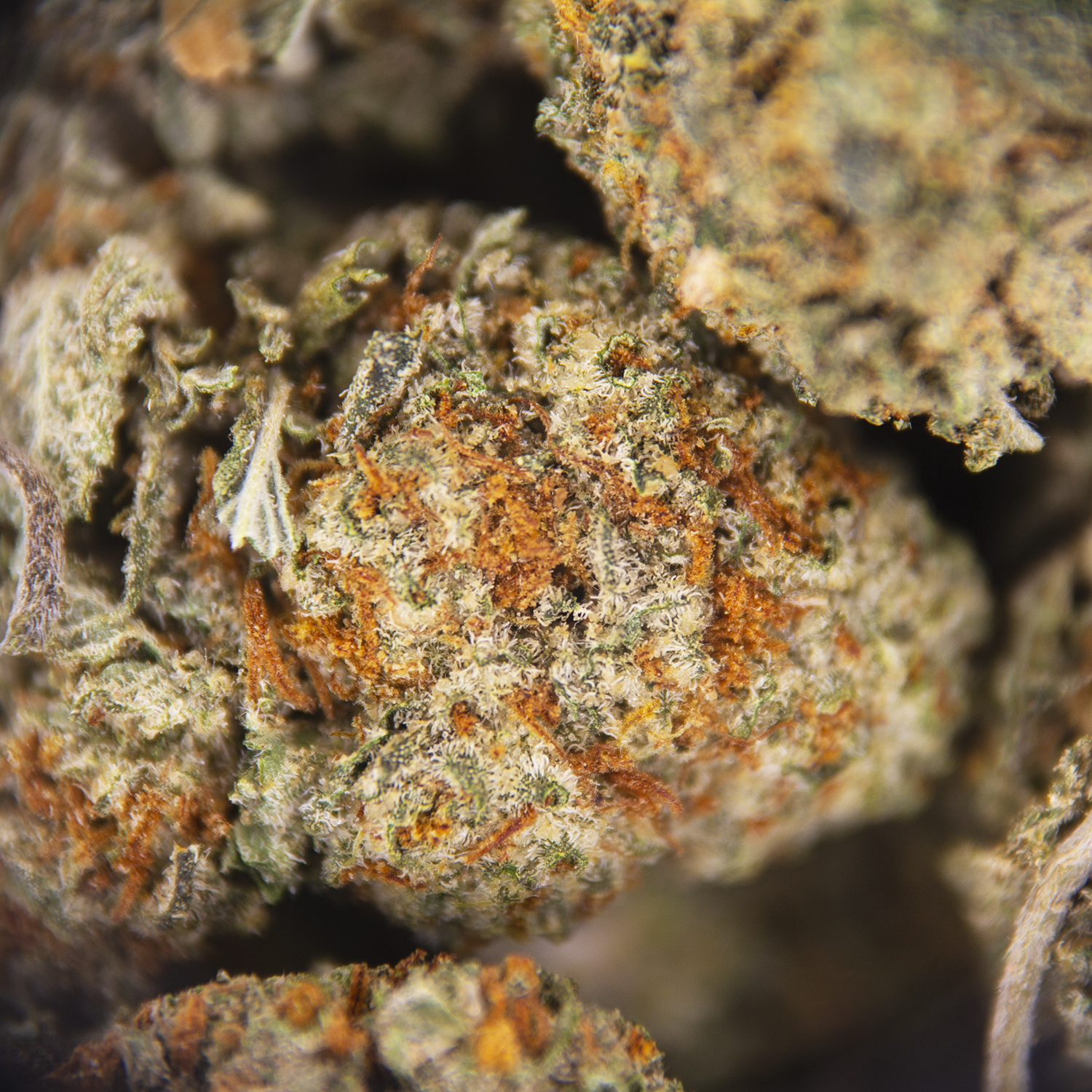 Starbud (smalls) AA - Image 3
