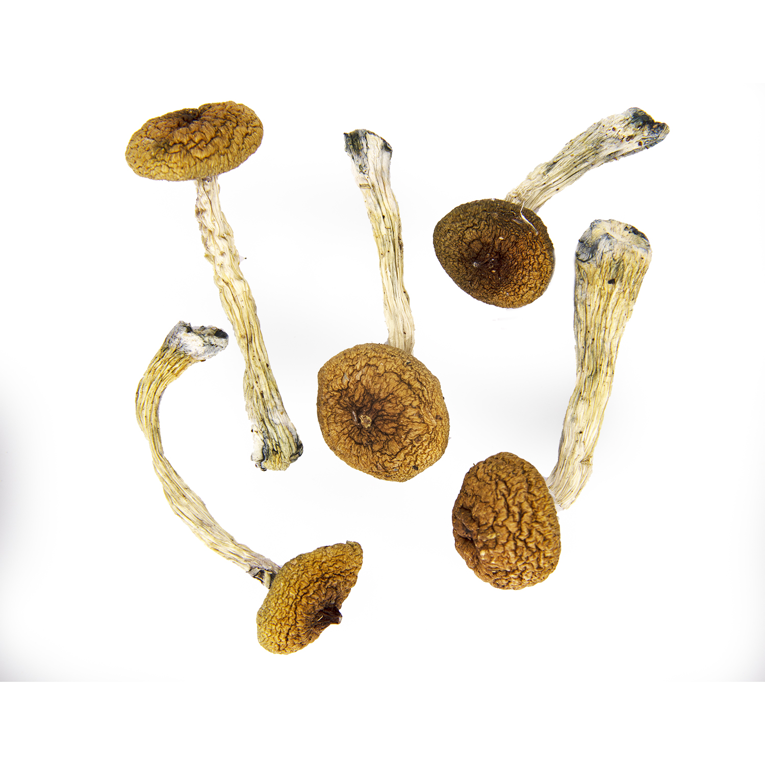 Golden Teachers