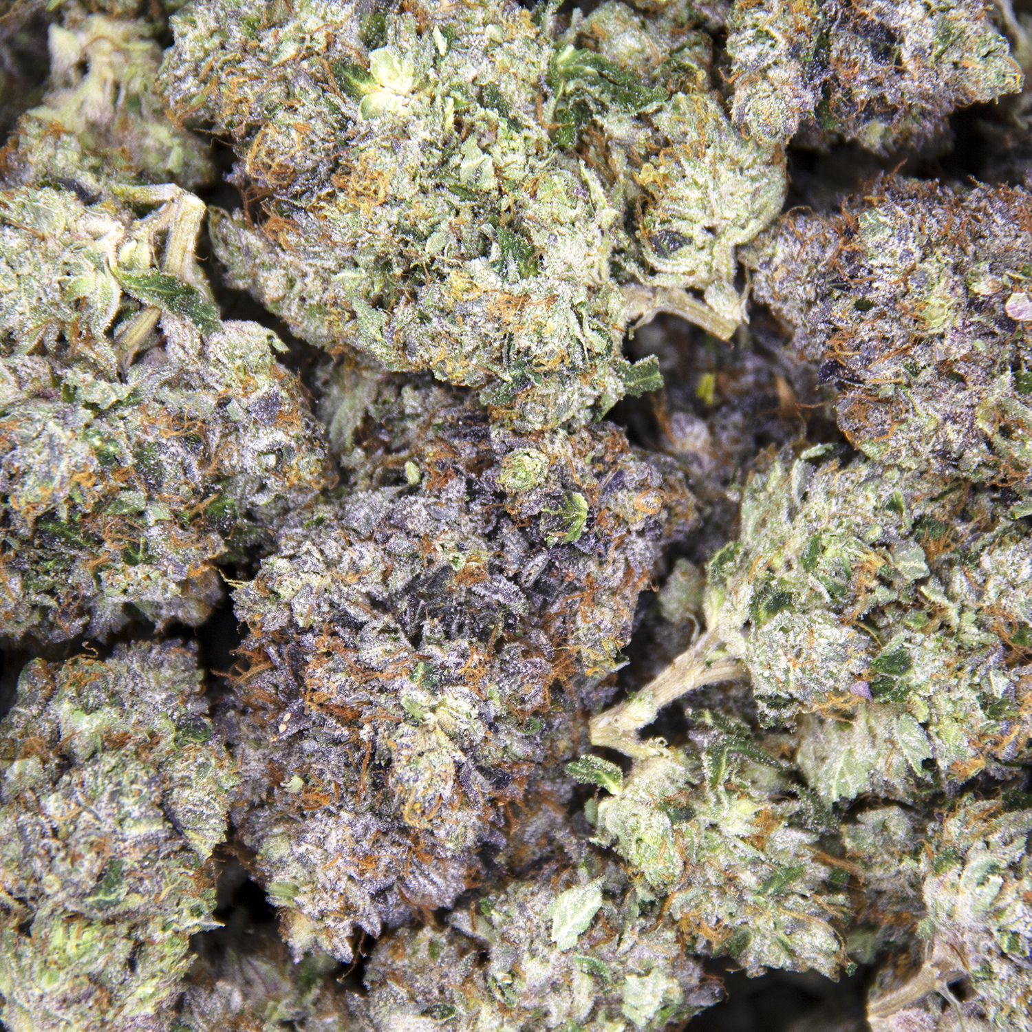 Black Tuna AAA - Image 2