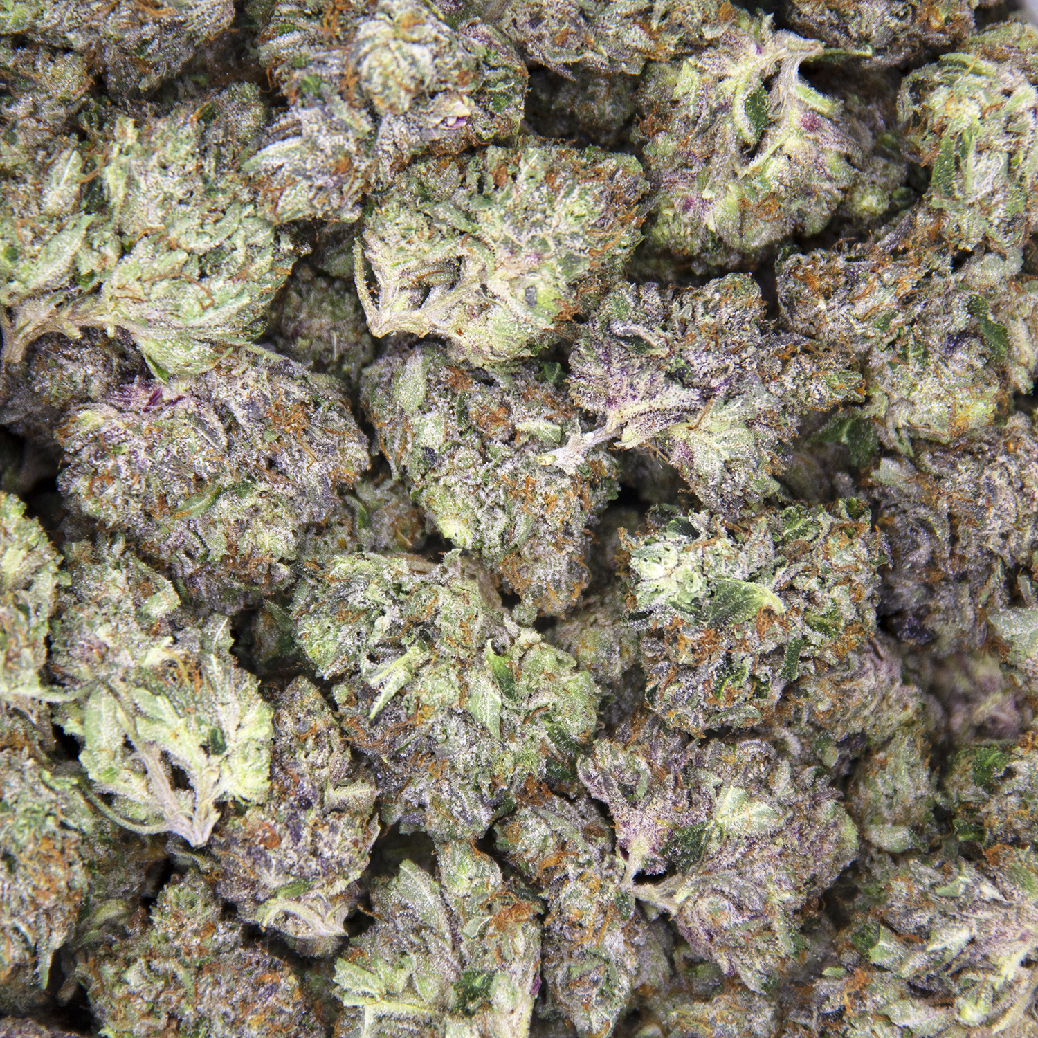 Black Tuna (mediums) AAA - Image 2