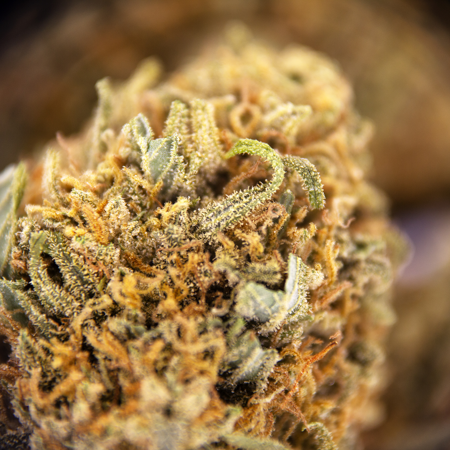 Citrus Haze AA - Image 3