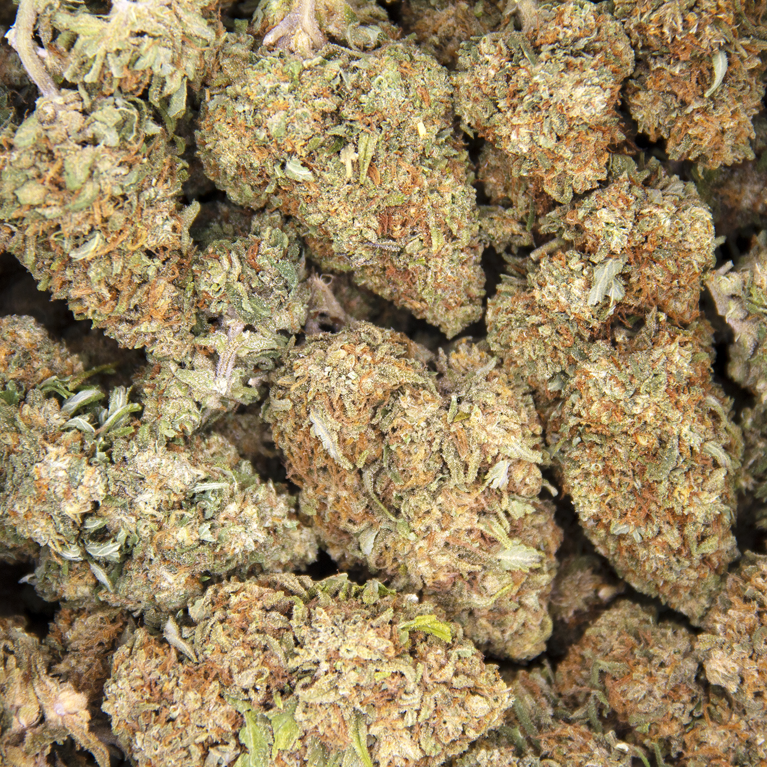 Citrus Haze AA - Image 2