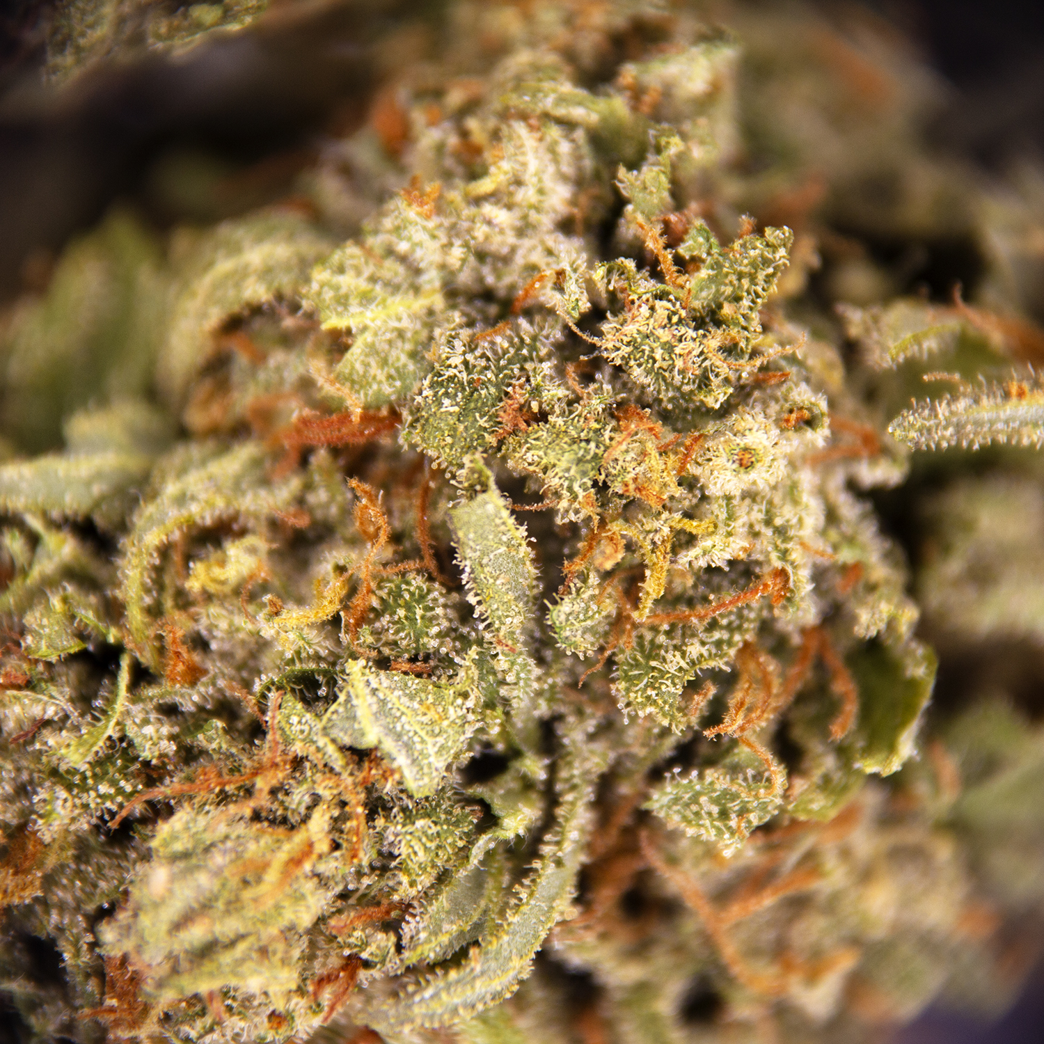 Durban Poison AA - Image 2