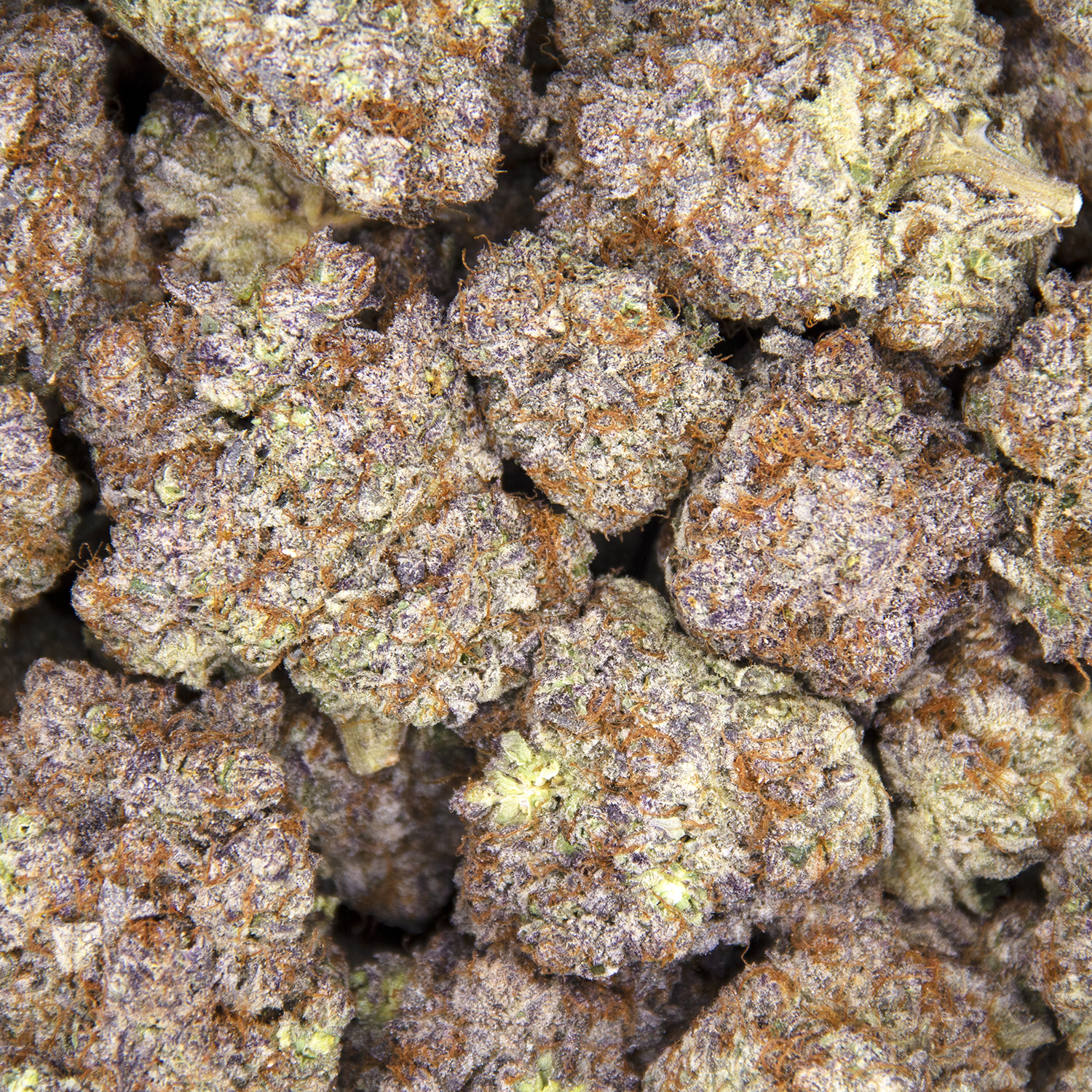 Goji Berry AAAA+ - Image 3