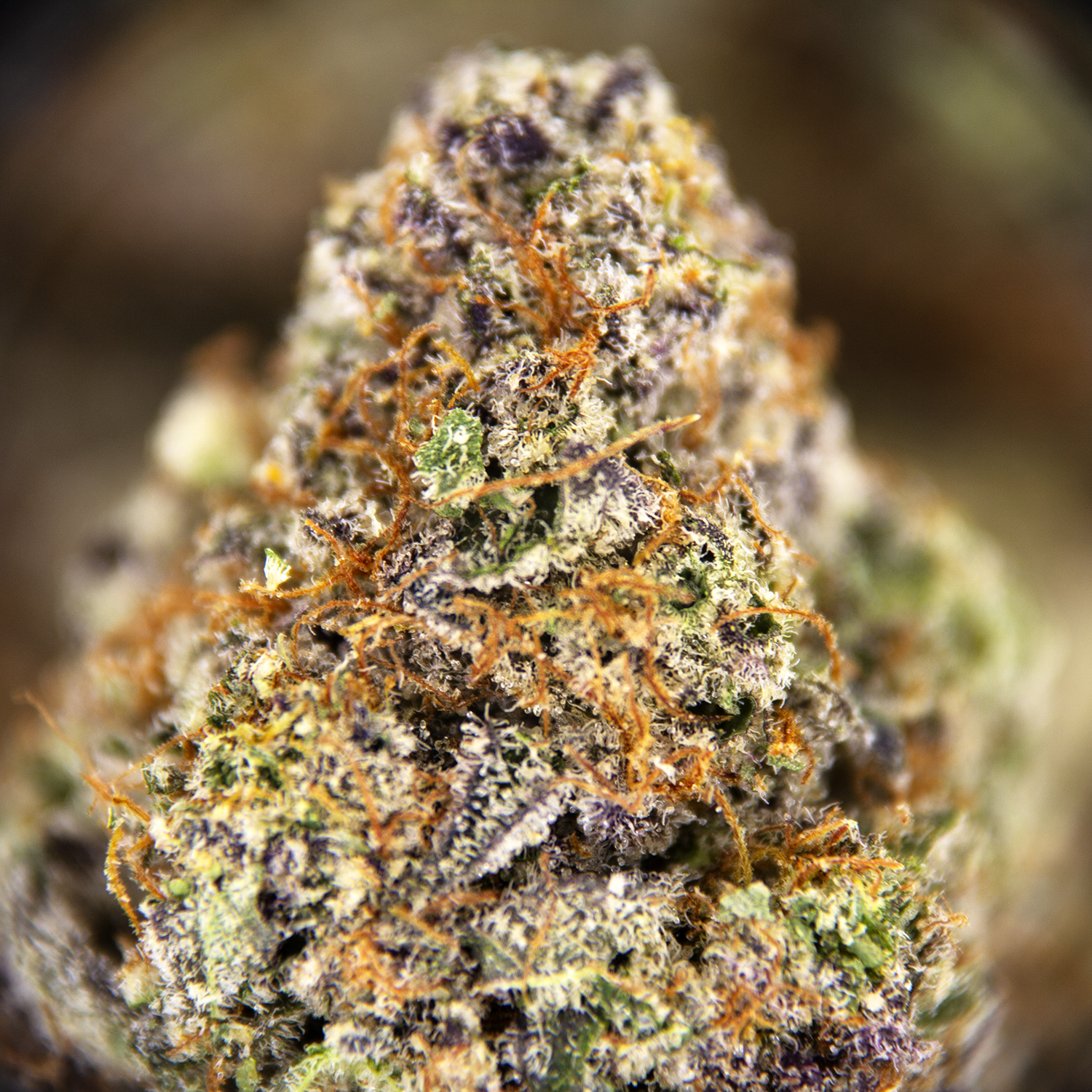 Goji Berry AAAA+ - Image 2