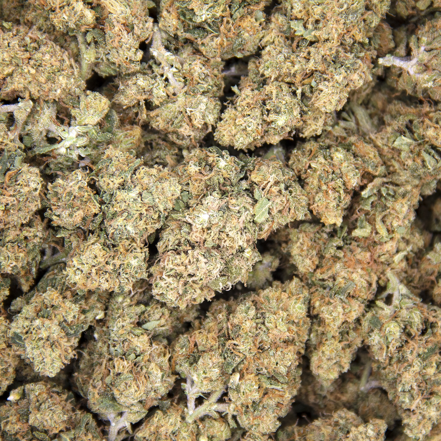 Super Sour Diesel (mediums) AA - Image 3