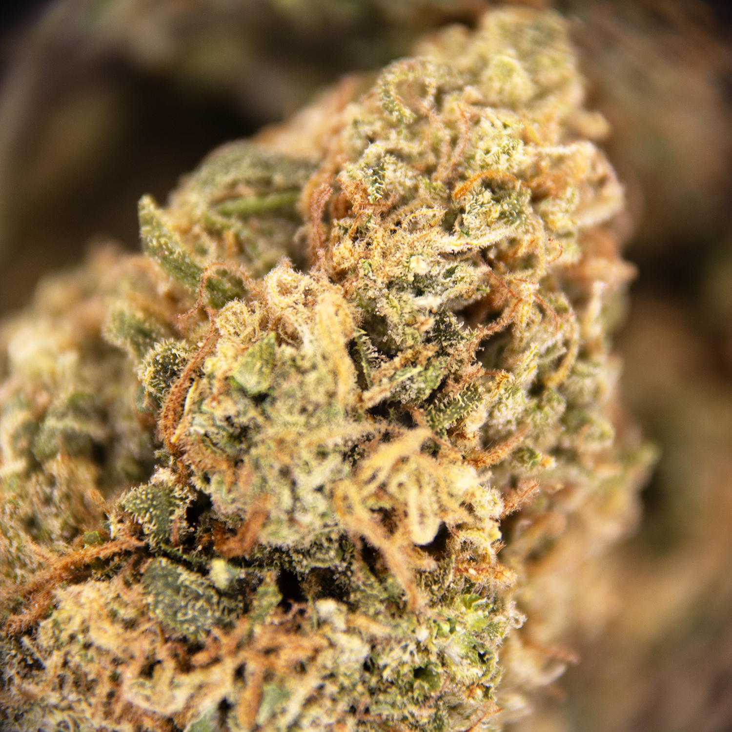 Super Sour Diesel (mediums) AA - Image 2
