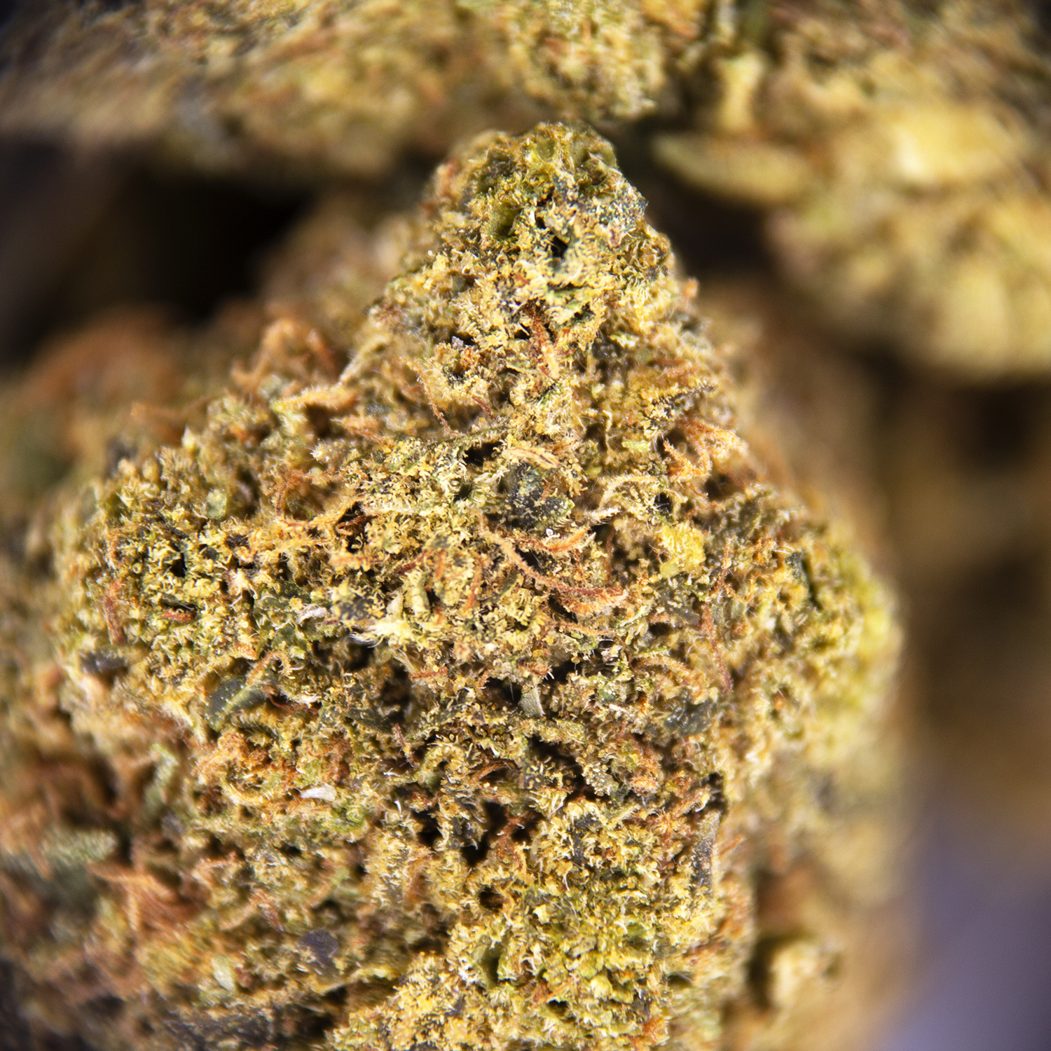 Tahoe OG (mediums) AA - Image 3
